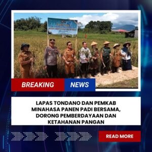 Lapas Tondano dan Pemkab Minahasa Panen Padi Bersama, Dorong Pemberdayaan dan Ketahanan Pangan