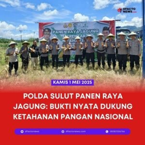 Polda Sulut Panen Raya Jagung: Bukti Nyata Dukung Ketahanan Pangan Nasional