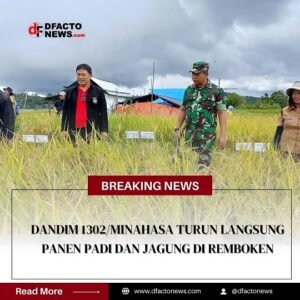 Dandim 1302/Minahasa Turun Langsung Panen Padi dan Jagung di Remboken