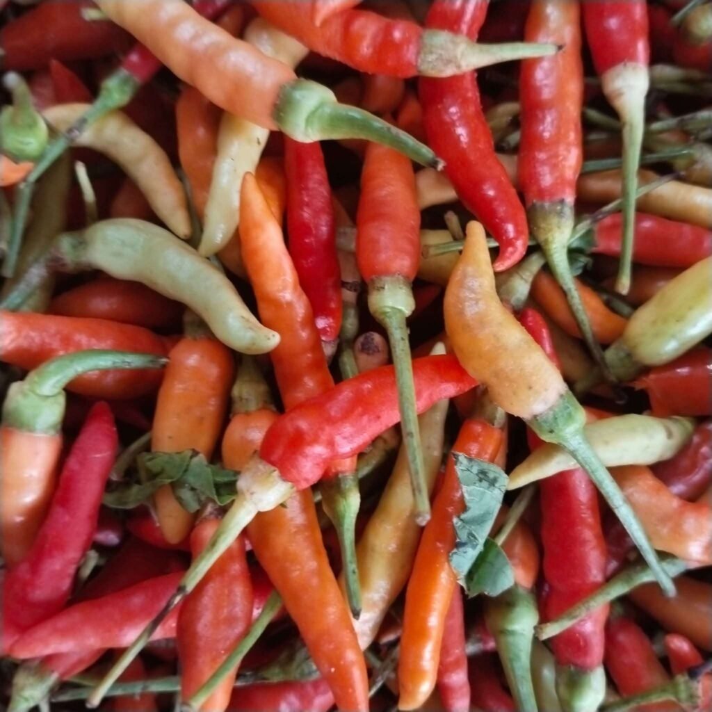 Harga Cabai Rawit Merah Melonjak di Pasar Melonguane Jelang Tahun Baru