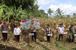 Polres Minahasa Panen Jagung, Dukung Target Swasembada Pangan 2026