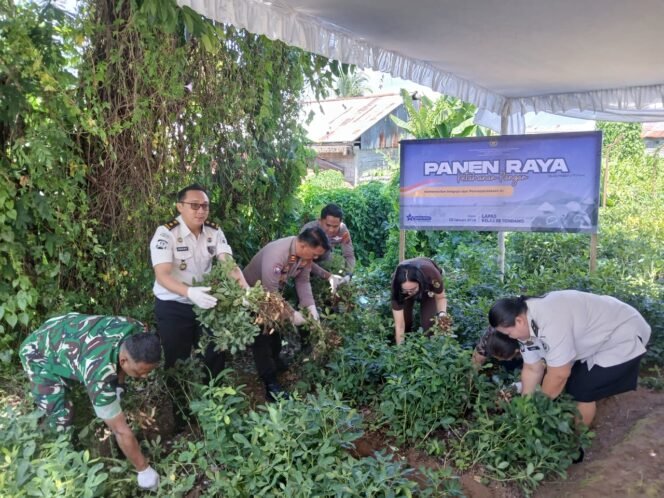 
					Pembinaan Berkelanjutan, Lapas Tondano Petik Hasil Panen Raya Kacang