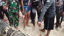 Nyaris Mengancam Nelayan Kombi, Buaya 4 Meter Akhirnya Dilumpuhkan