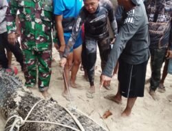 Nyaris Mengancam Nelayan Kombi, Buaya 4 Meter Akhirnya Dilumpuhkan