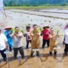 Bersama Wagub Sulut, Vanda Sarundajang Turun ke Sawah Kawal Tanam Padi di Touliang