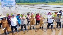 Bersama Wagub Sulut, Vanda Sarundajang Turun ke Sawah Kawal Tanam Padi di Touliang