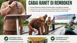 Bupati Minahasa Hadiri Penanaman Cabai Rawit di Remboken