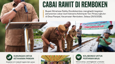 Bupati Minahasa Hadiri Penanaman Cabai Rawit di Remboken