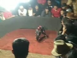 Dua Kali Dilaporkan, Dugaan Judi Sabung Ayam di Parepei Belum Ditindak, BARMAS Pertanyakan Kinerja Aparat
