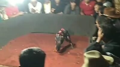 Dua Kali Dilaporkan, Dugaan Judi Sabung Ayam di Parepei Belum Ditindak, BARMAS Pertanyakan Kinerja Aparat