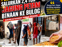 Jagung Petani Binaan Diserap Bulog, Bukti Nyata Dukungan Polres Minahasa