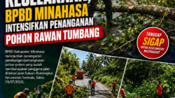 Cegah Kecelakaan, BPBD Minahasa Intensifkan Penanganan Pohon Rawan Tumbang
