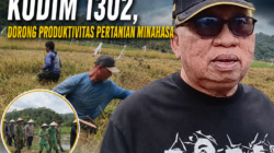Bupati Robby Dondokambey Hadiri Panen Perdana Kodim 1302, Dorong Produktivitas Pertanian Minahasa