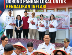 PANEN BAWANG MERAH DI LANGOWAN, WABUP MINAHASA DORONG PANGAN LOKAL UNTUK KENDALIKAN INFLASI